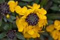 Yellow wallflower, Erysimum cheiri Ã¢â¬ËGoldstaubÃ¢â¬â¢, flowers and buds topview